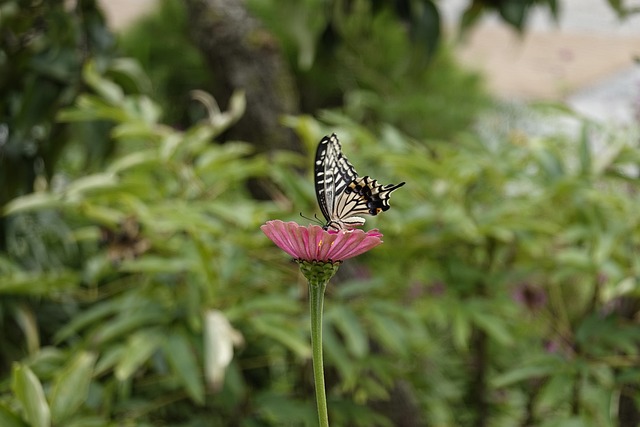 勒沃库森