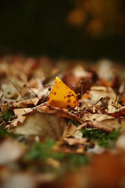 刚果（金）形势严峻 在刚中国公民安全风险高 我使馆紧急提醒.